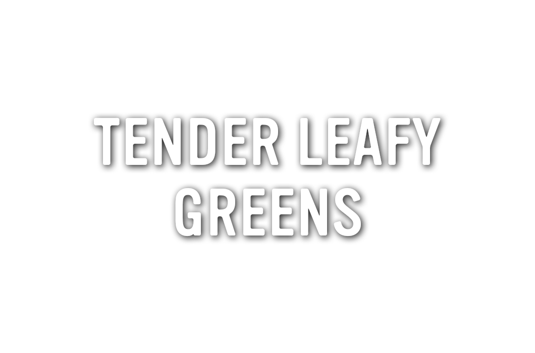 Tender Leafy Greens