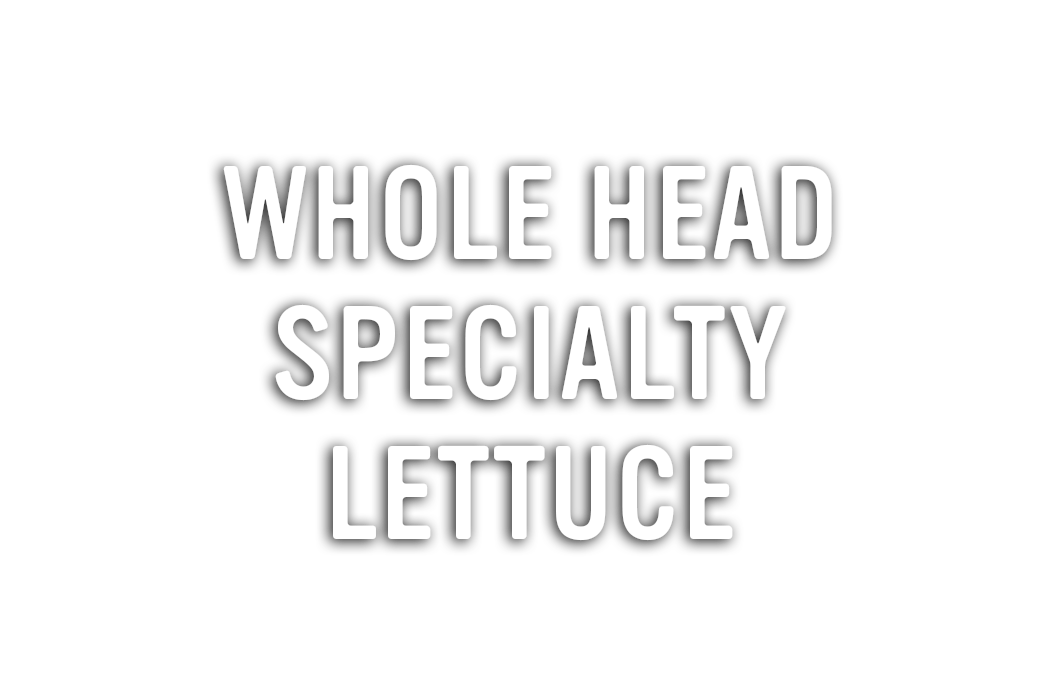 Whole Head Specialty Lettuce